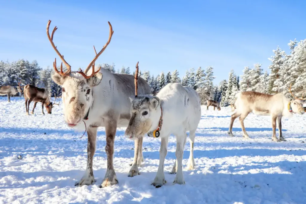 Photo des rênes du père noël